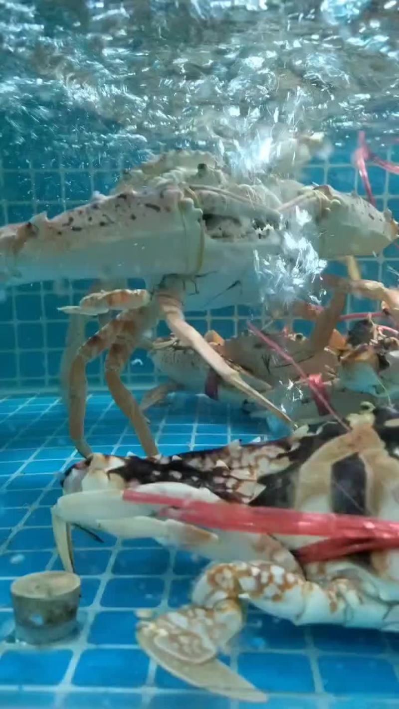 海南特大红花蟹，活力好，空运直达