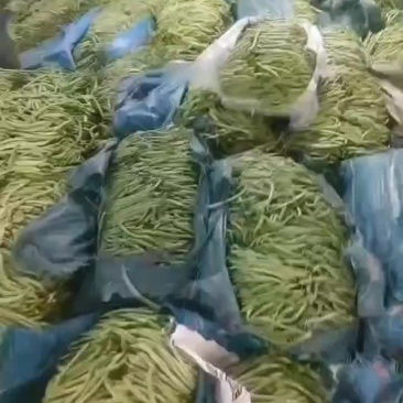 云南豌豆