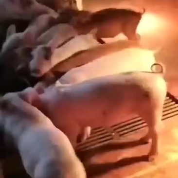 三元猪苗