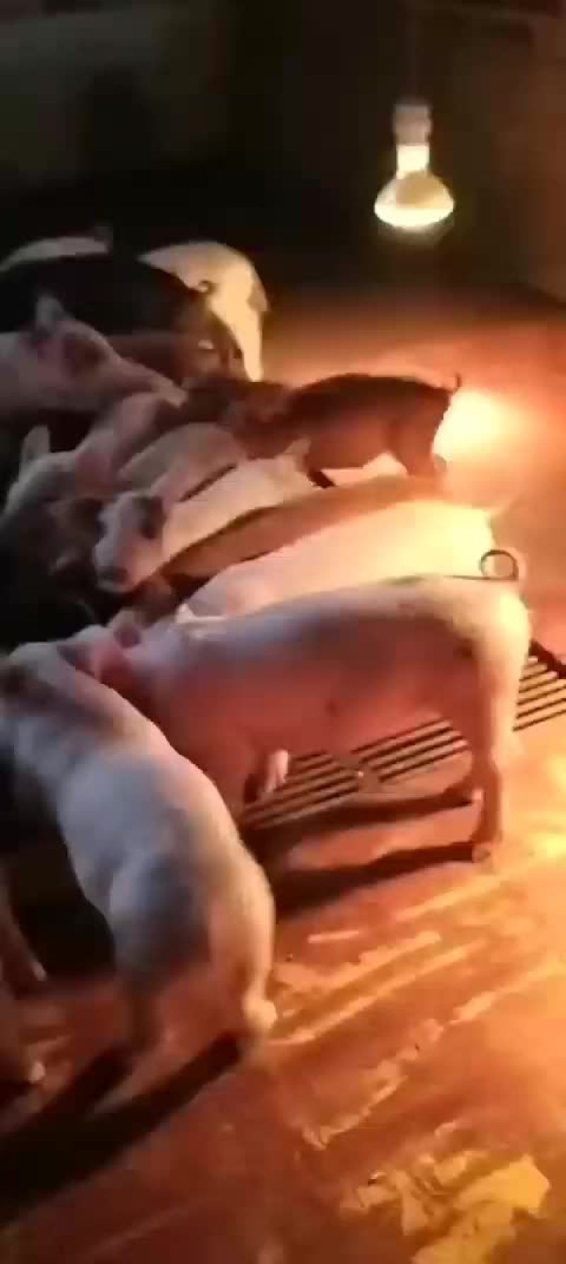 三元猪苗