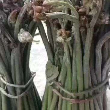 菊菜