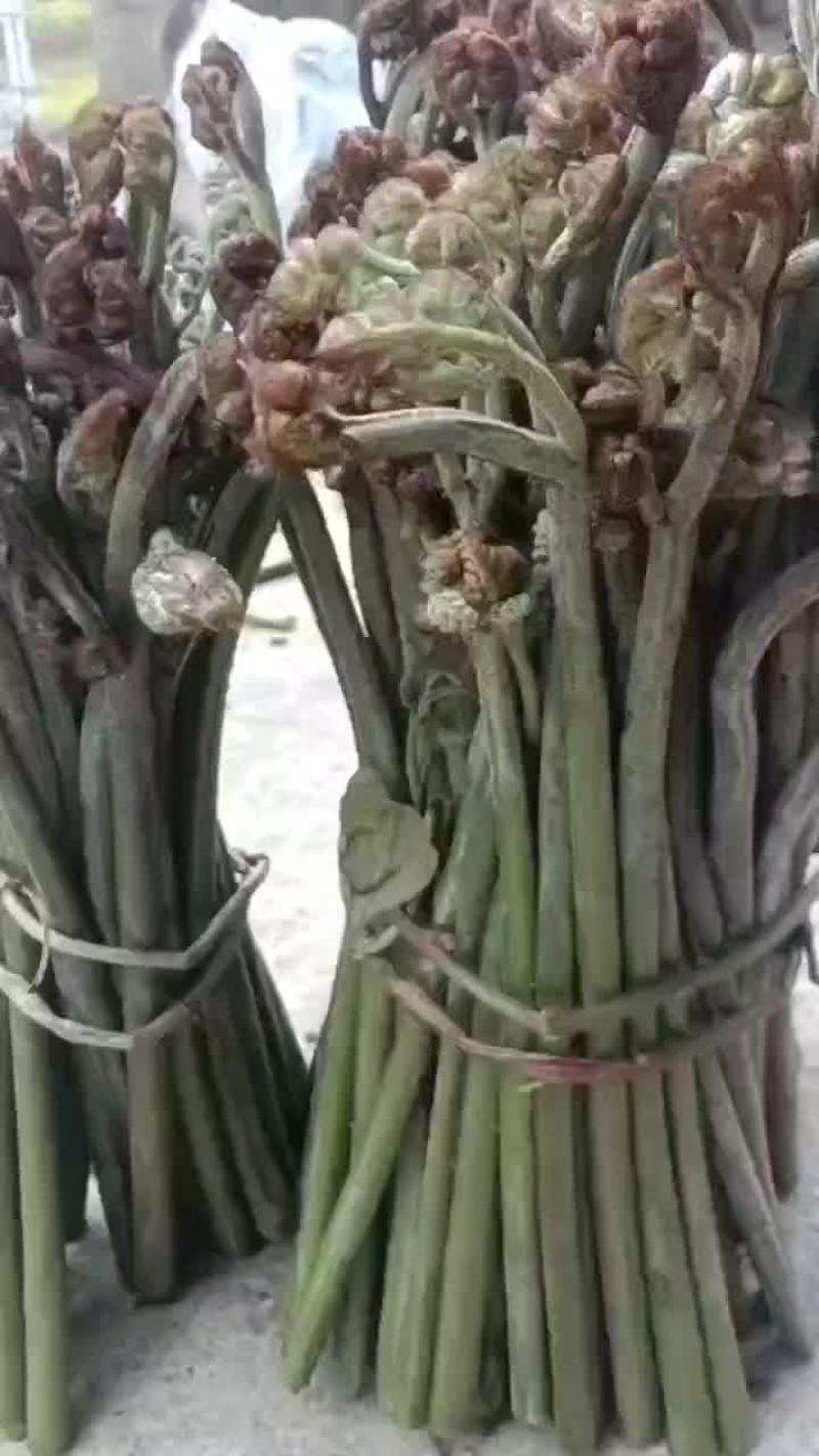 菊菜