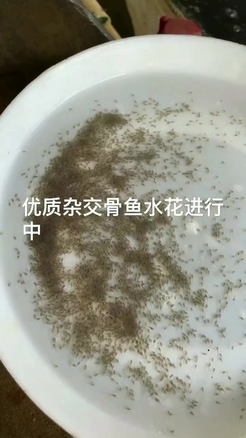 杂交黄骨水花