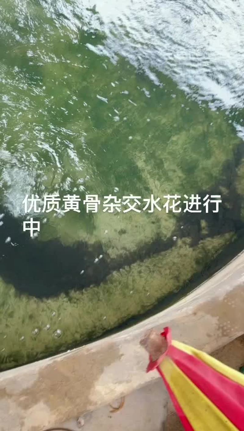 杂交黄骨水花