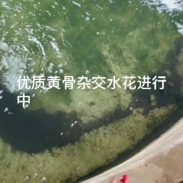 杂交黄骨水花