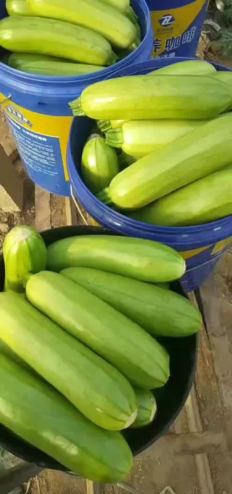 绿条青州产西葫芦