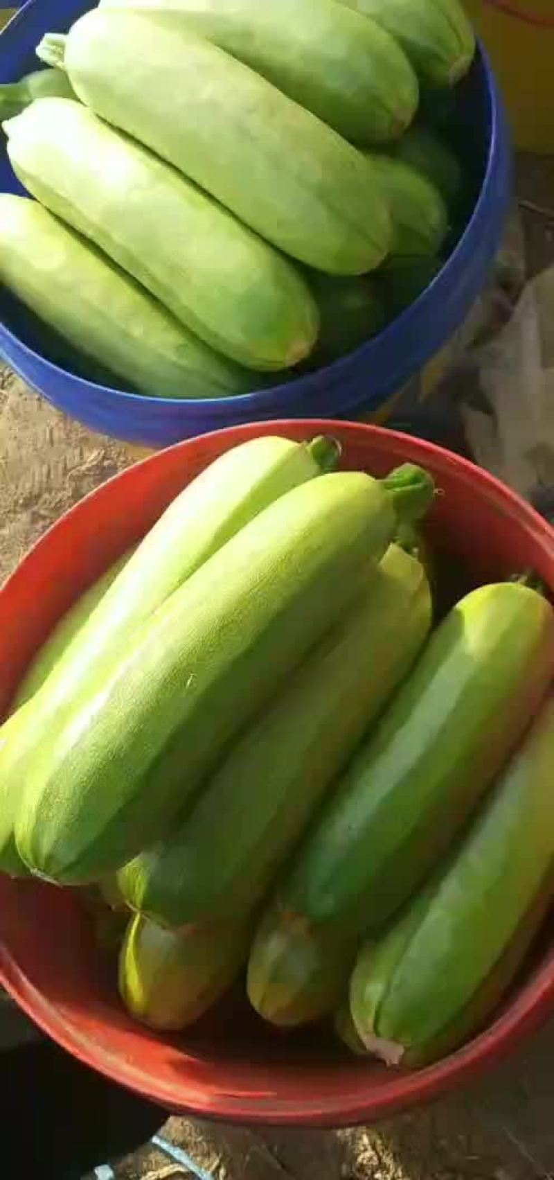 绿条青州产西葫芦