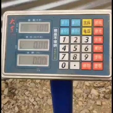 出一斤30条的赤眼苗