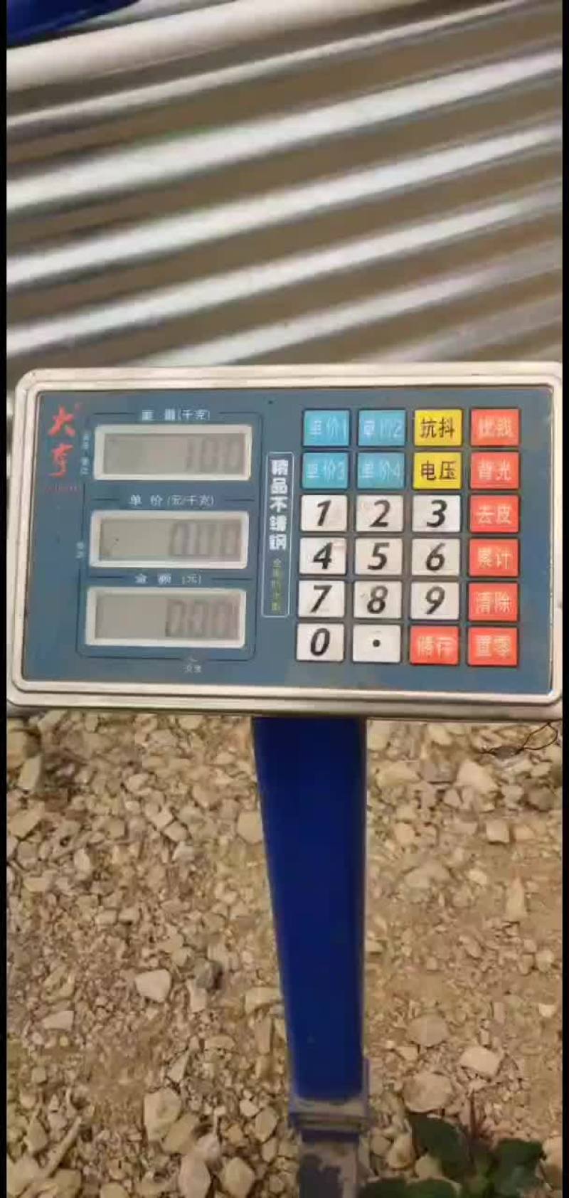 出一斤30条的赤眼苗