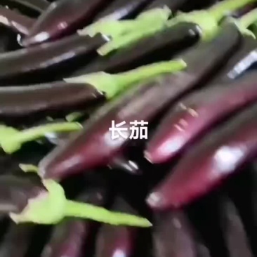 长茄有货