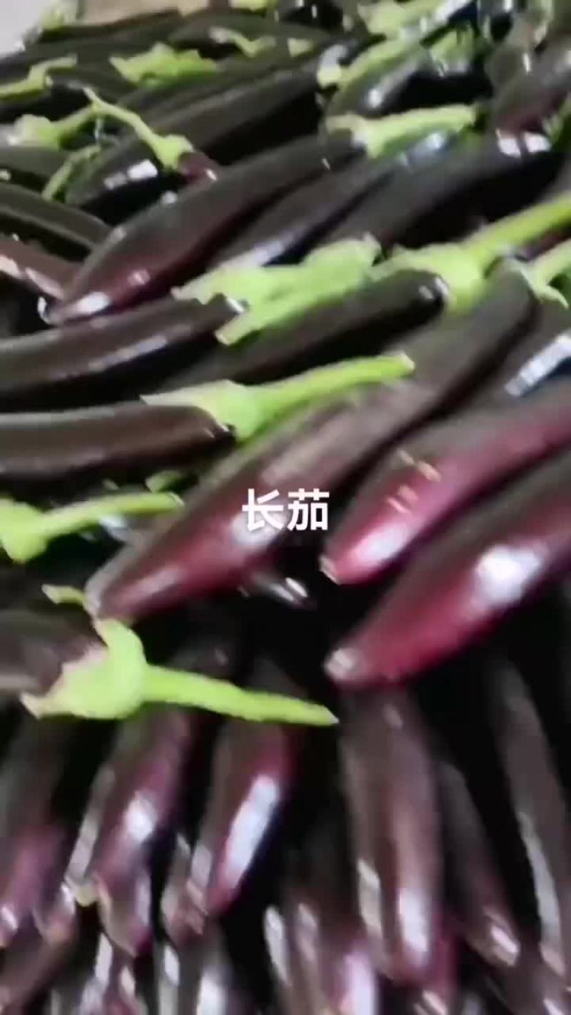 长茄有货
