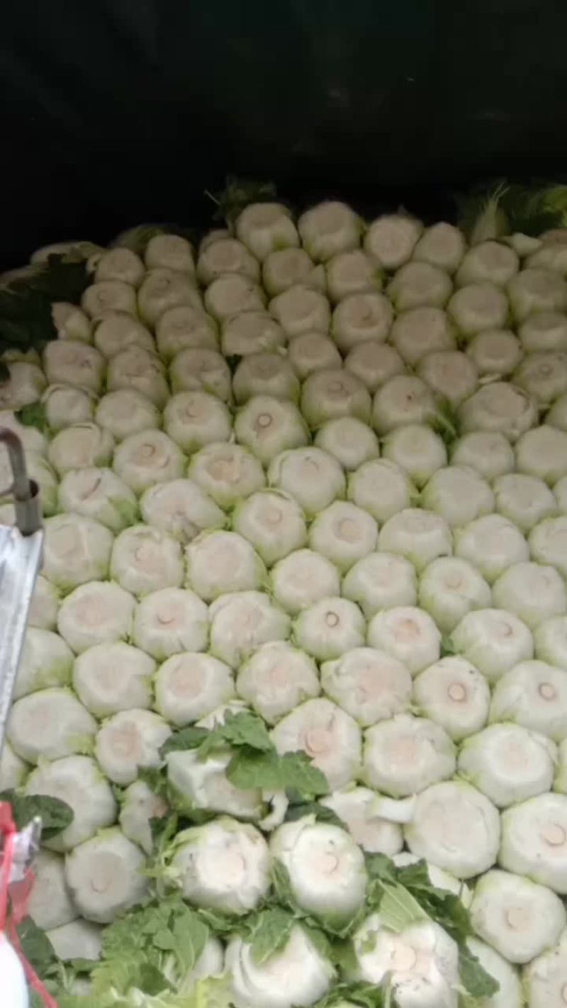 黄心大白菜