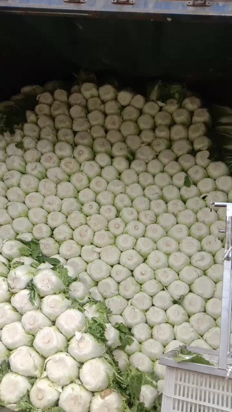 黄心大白菜