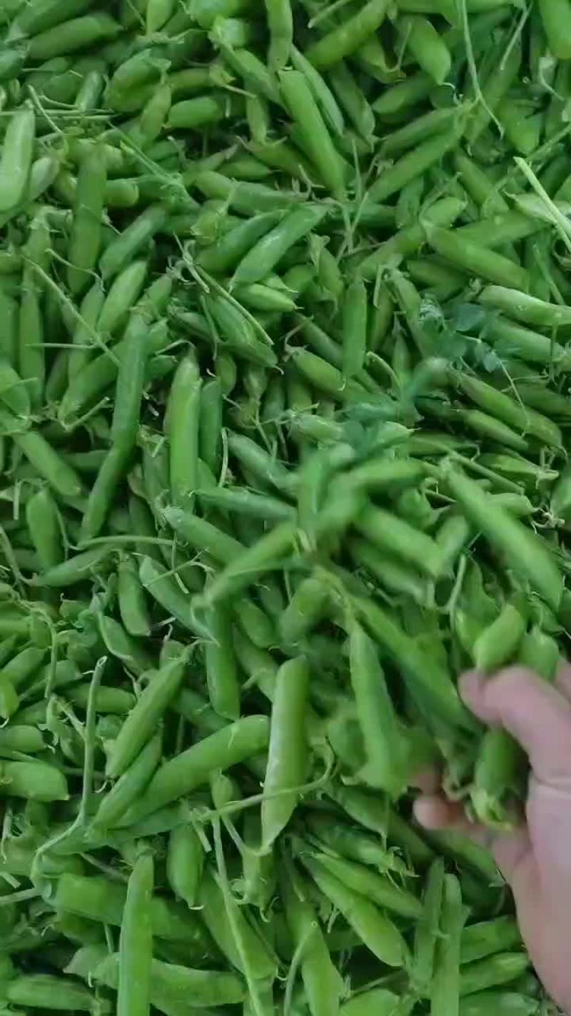 豌豆