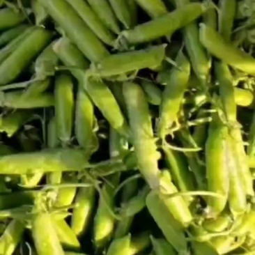 豌豆