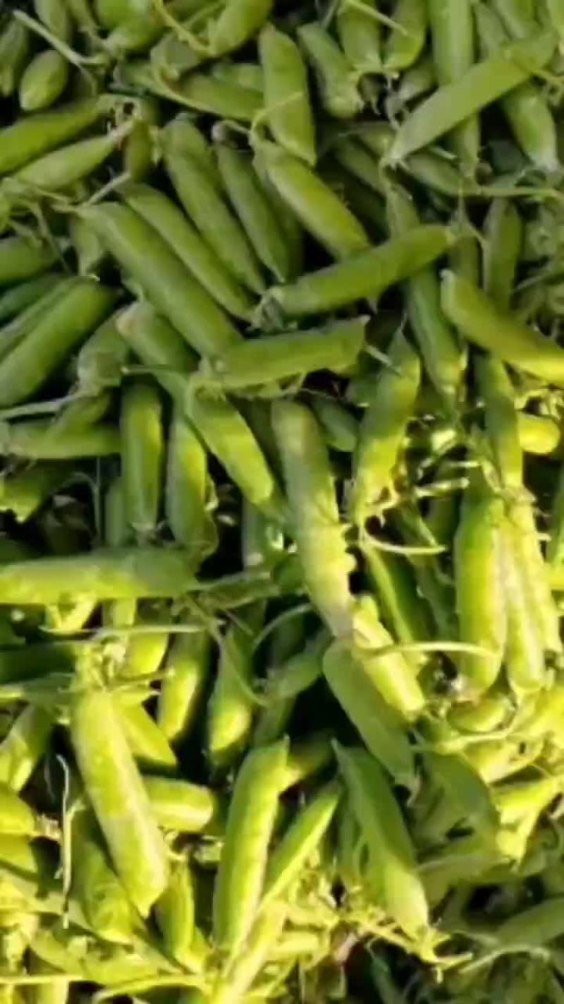 豌豆