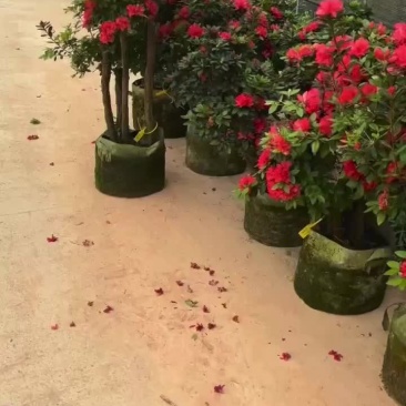 花卉盆景紫花杜鹃树桩嫁接