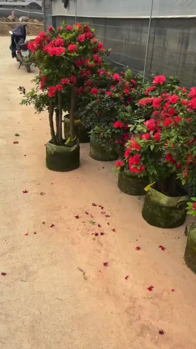 花卉盆景紫花杜鹃树桩嫁接