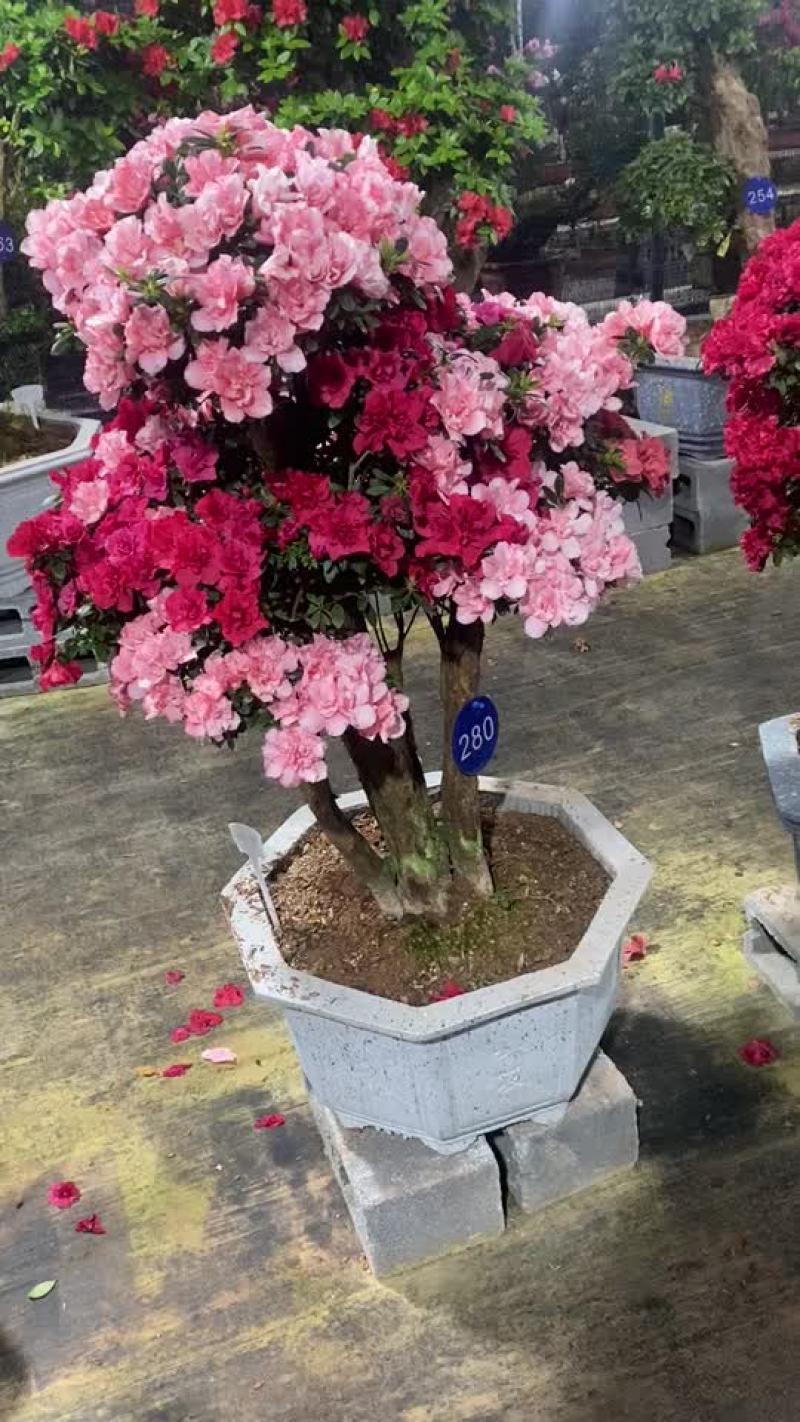 花卉盆景紫花杜鹃树桩嫁接