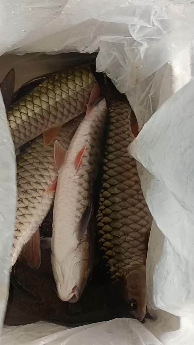 军鱼，光鱼，石娟出售商品鱼及鱼苗