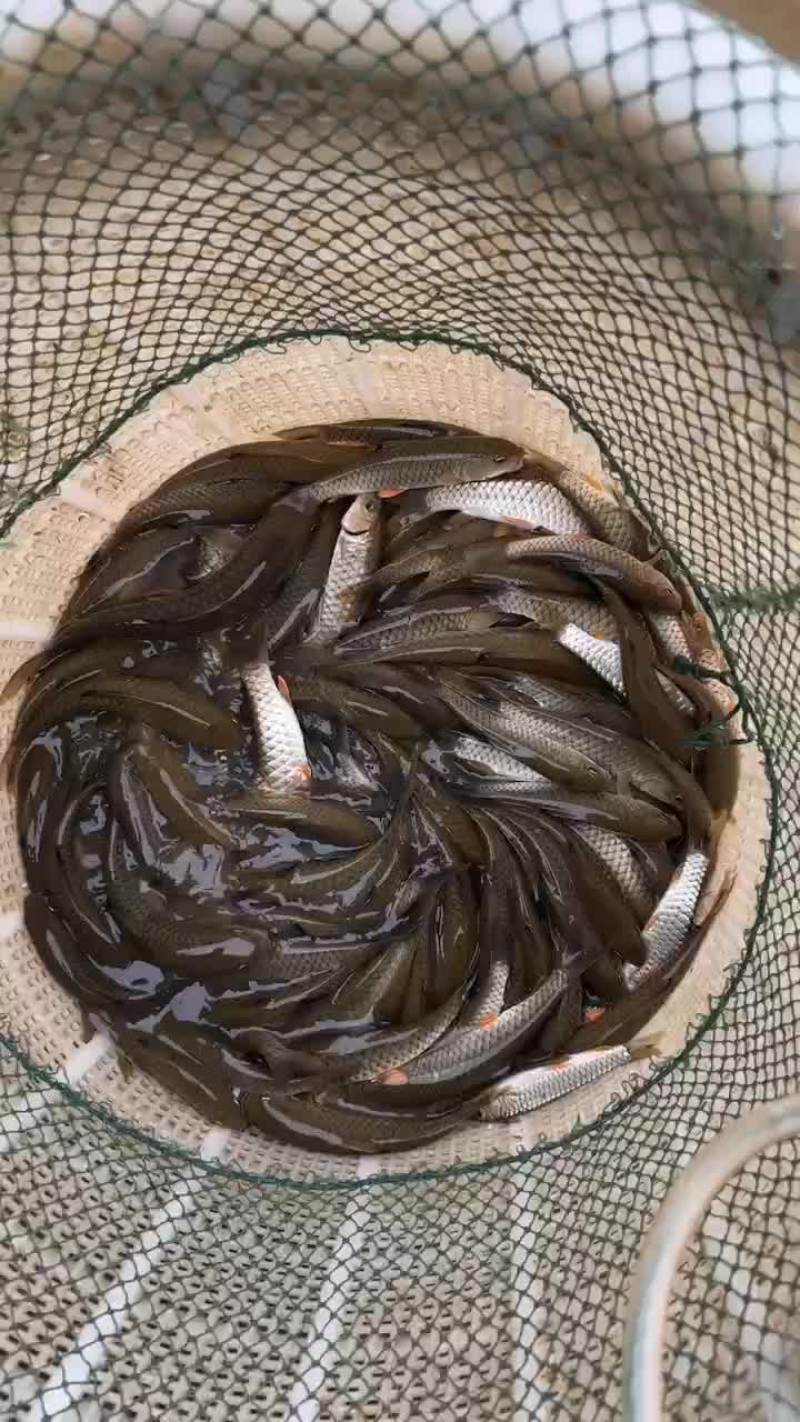 军鱼，光鱼，石娟出售商品鱼及鱼苗