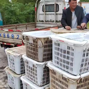 无为小龙虾