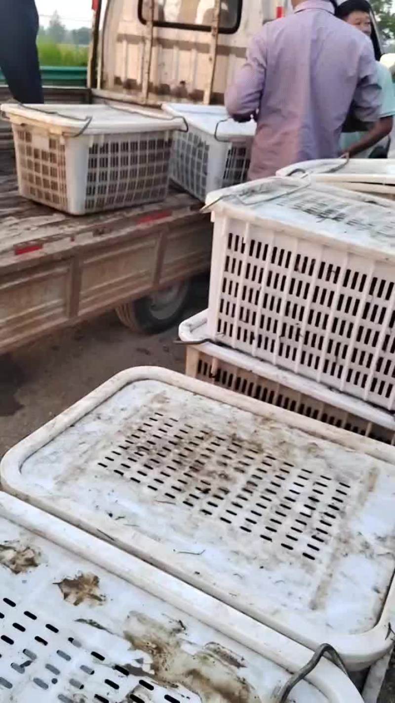 无为小龙虾