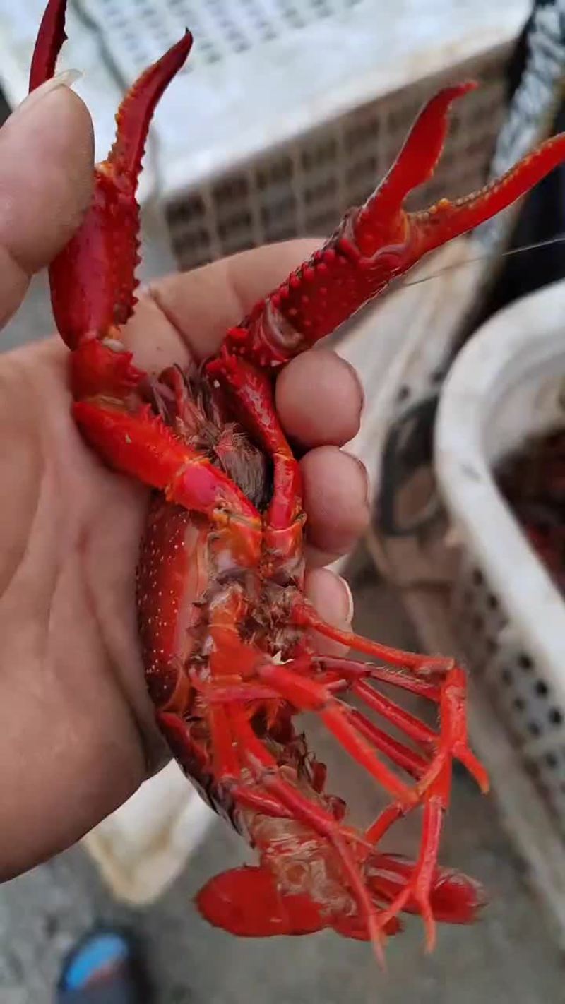无为小龙虾