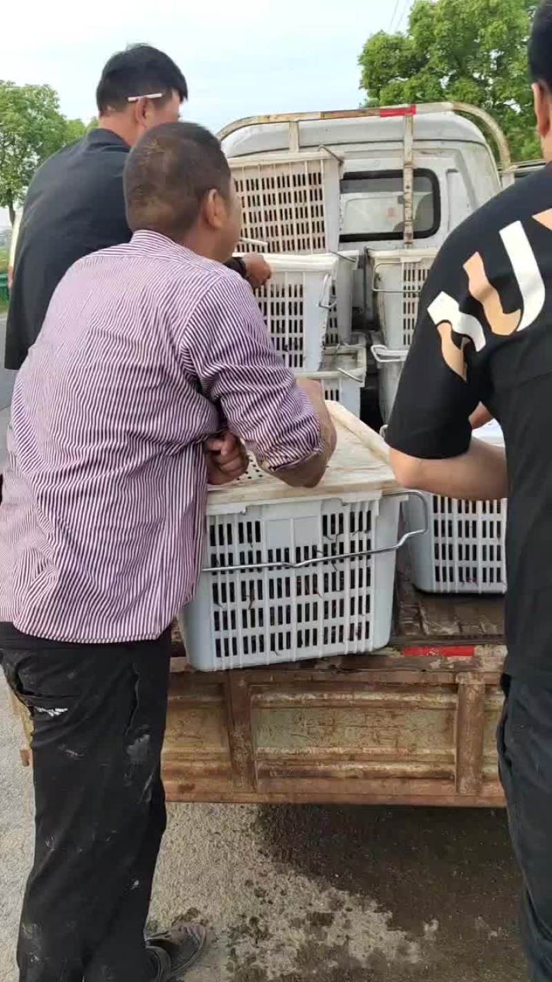无为小龙虾