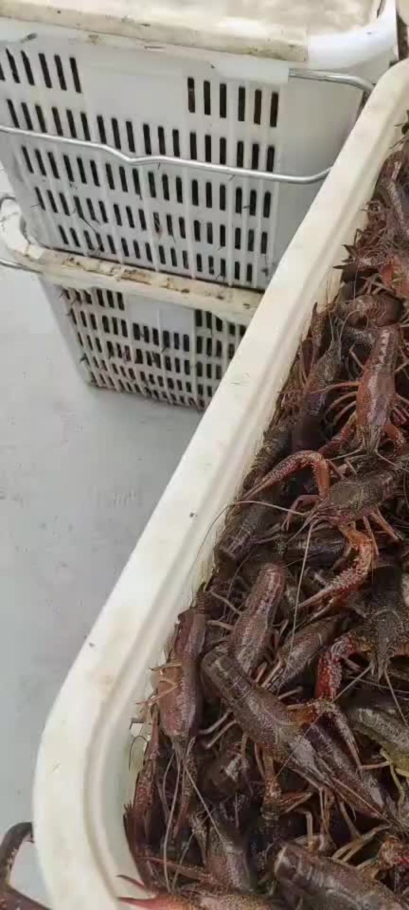 无为小龙虾