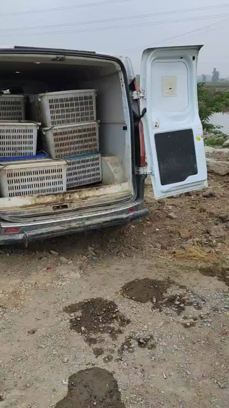 小龙虾