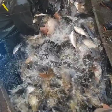 精品鲤鱼