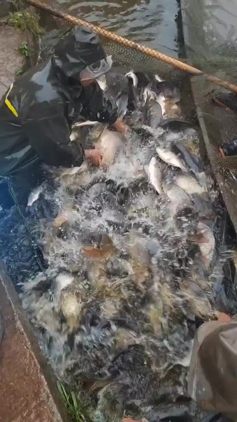 精品鲤鱼