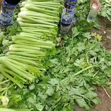 精品西芹