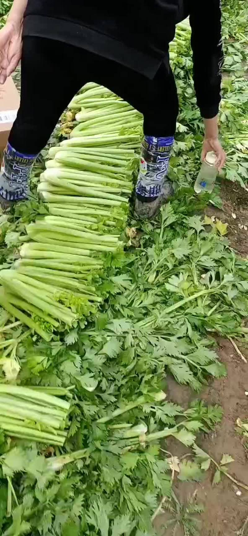 精品西芹