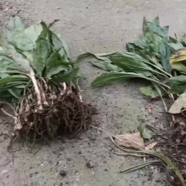 毛慈姑苗