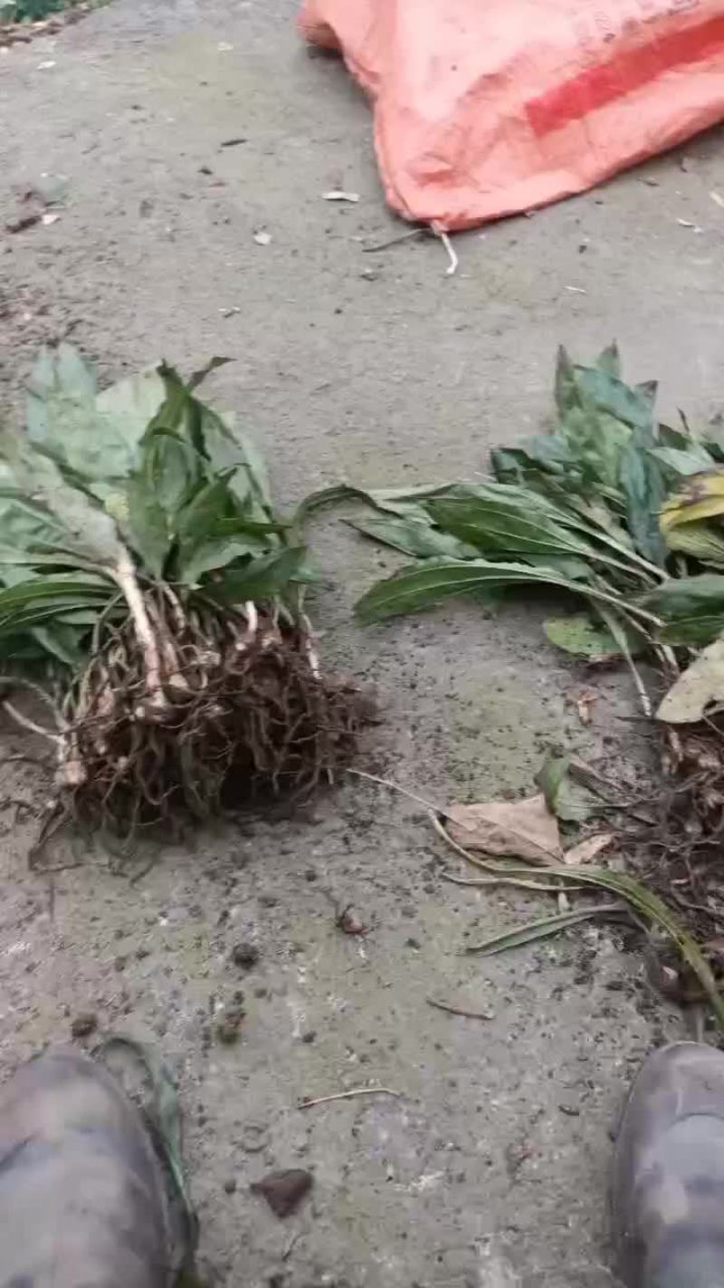 毛慈姑苗