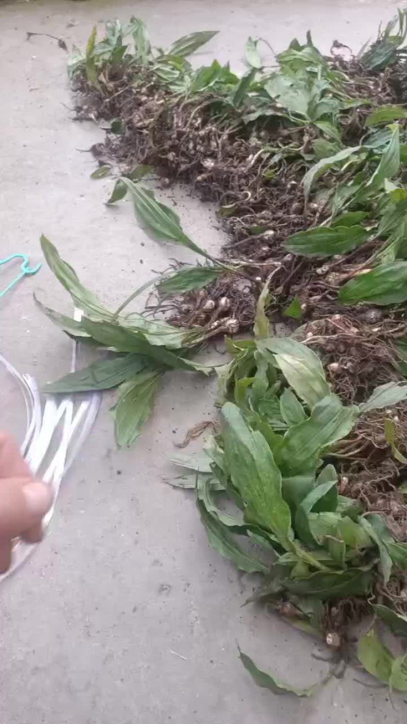 毛慈姑苗