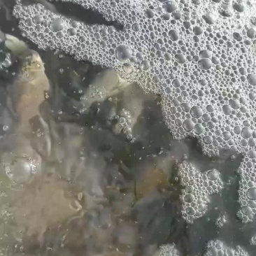 加工鲫鱼