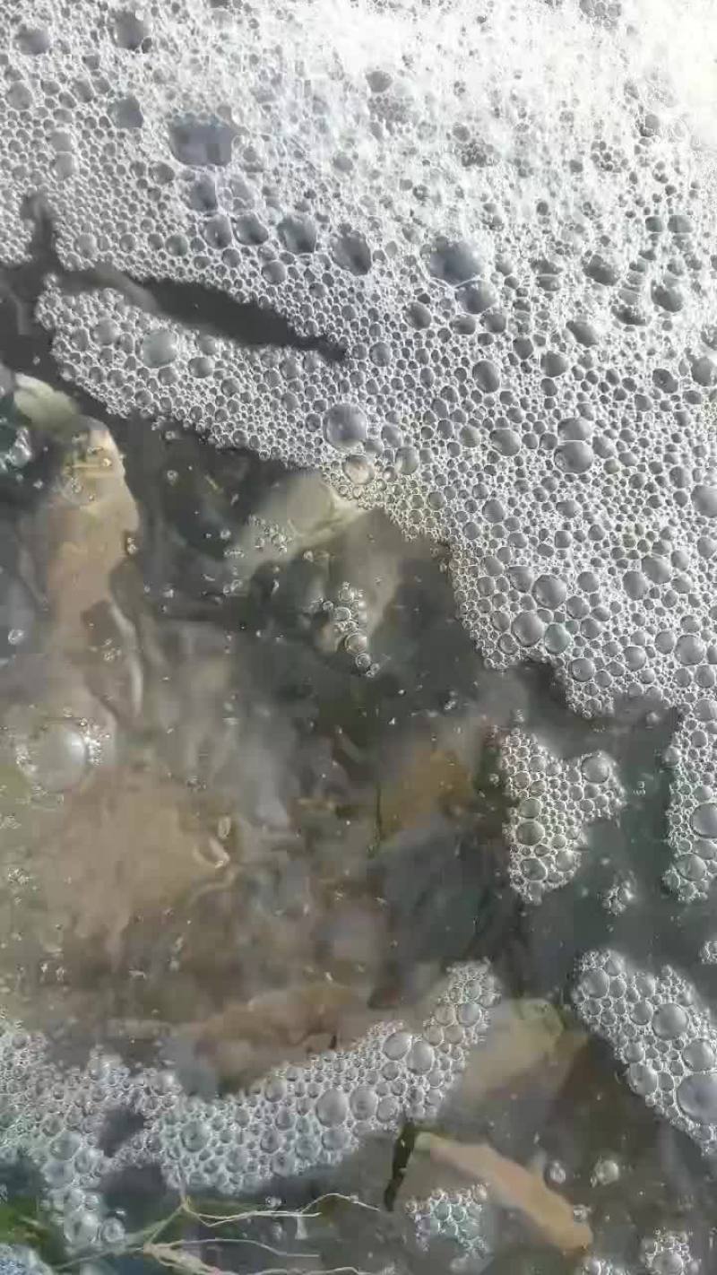 加工鲫鱼
