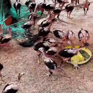 纯种越南斗鸡苗