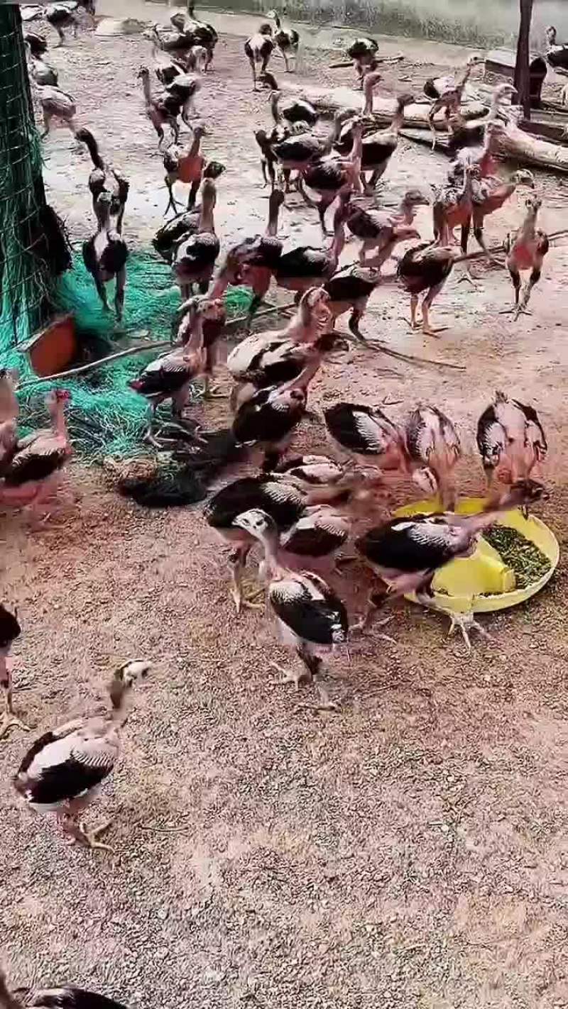 纯种越南斗鸡苗