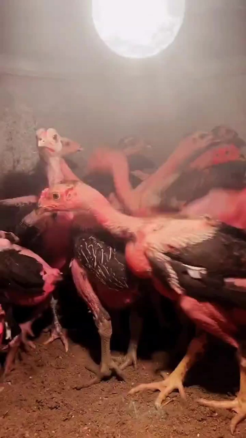 纯种越南斗鸡苗