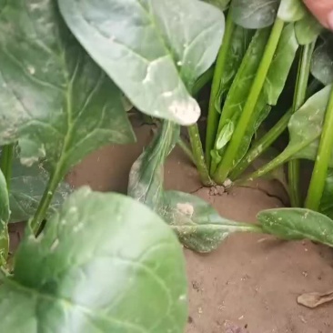 菠菜非常漂亮