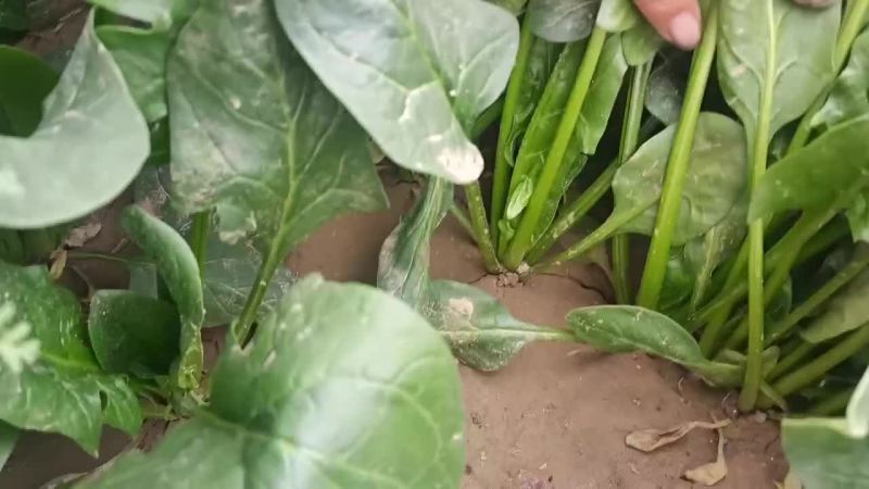 菠菜非常漂亮