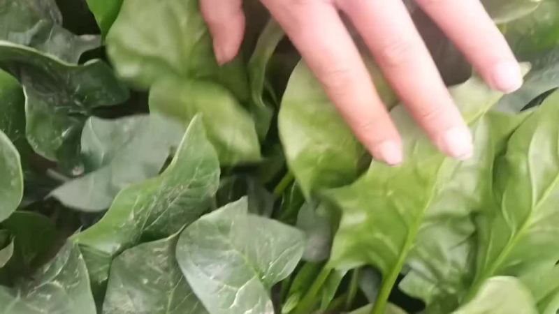 菠菜非常漂亮