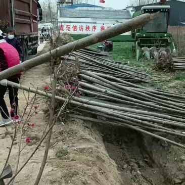 桐树苗