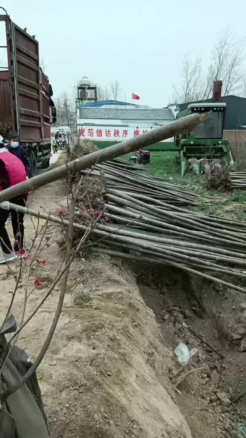 桐树苗