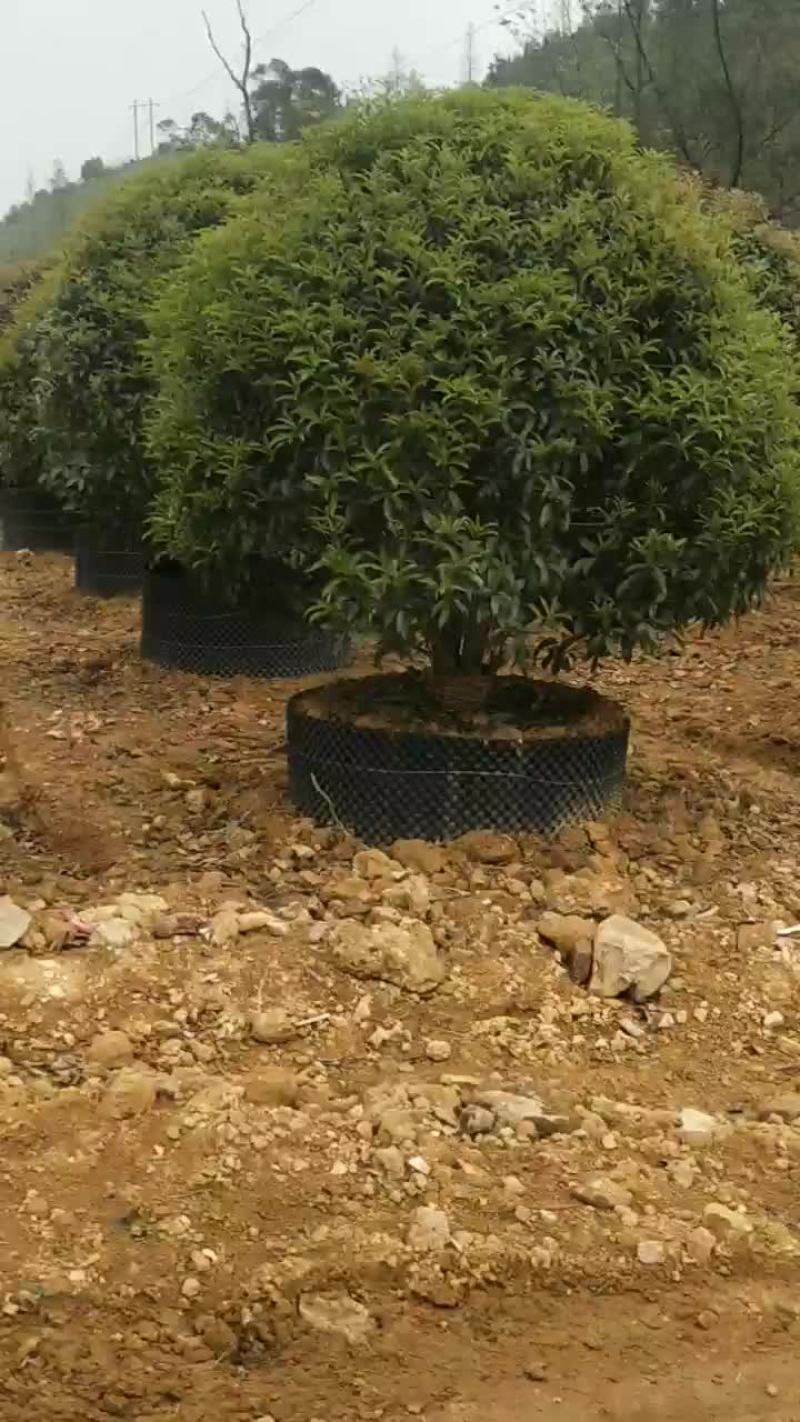 桂花