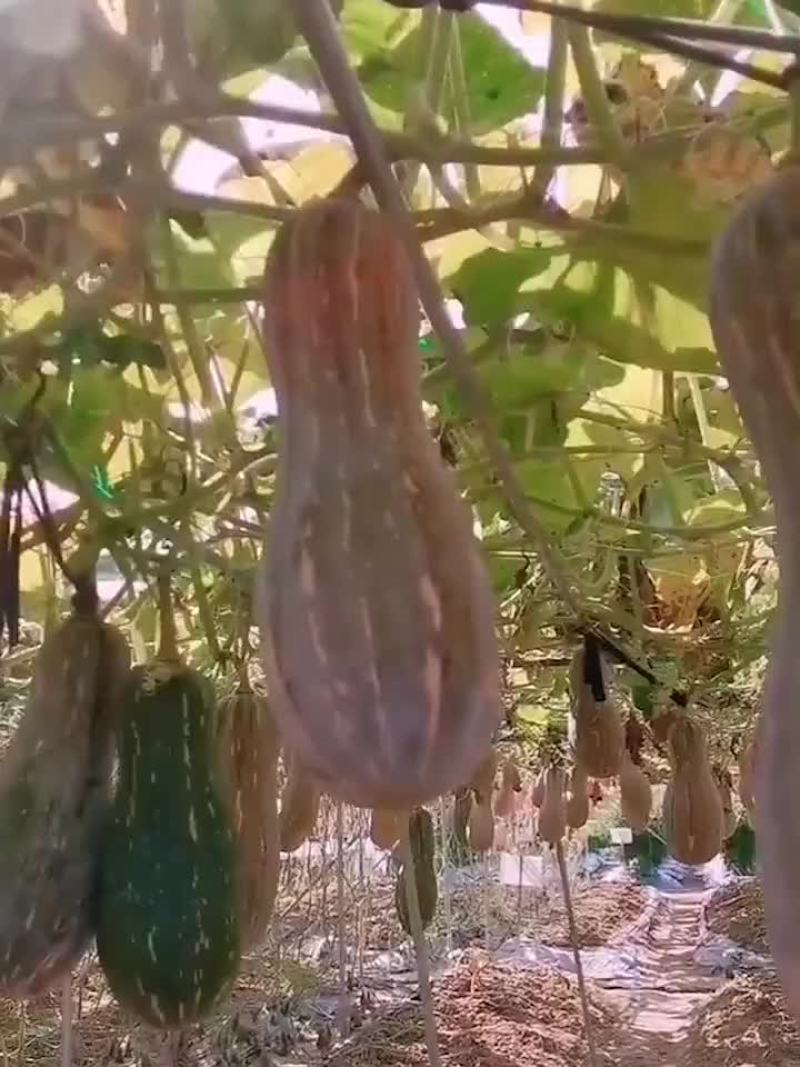 贵州南瓜